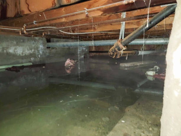 Best Mold removal after water damage  in Tipton, MO